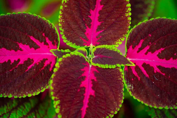 Florida, ABD coleus bitkinin yakın çekim