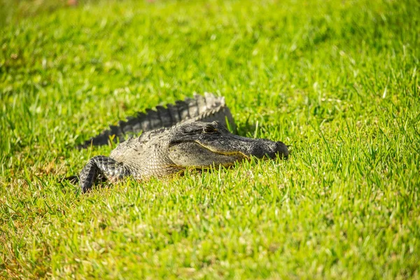 Cocodrilo Americano Sobre Hierba Verde Parque Nacional Everglades Florida — Foto de Stock