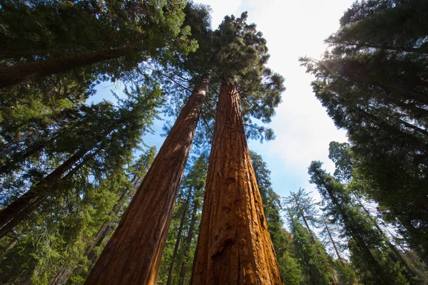 Forêt Sauvage Californie États Unis — Photo