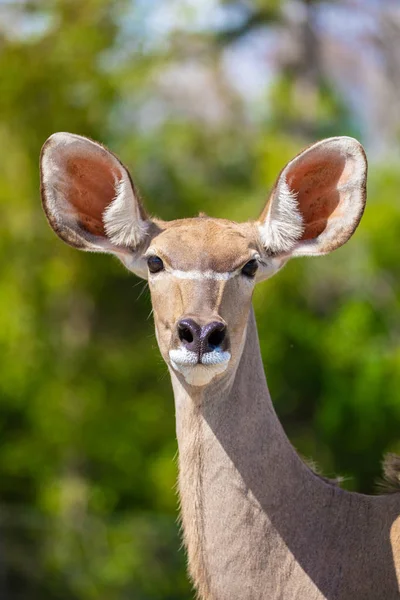 One Greater Kudu Florida Usa — Stock Photo, Image