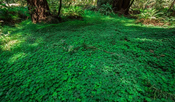 Forêt Sauvage Californie États Unis — Photo