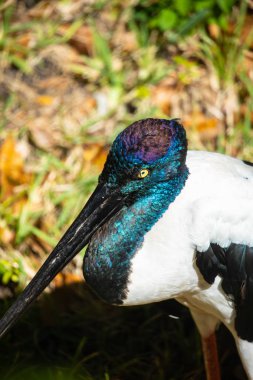 Ahşap leylek kuş Florida, ABD Yeşil çimenlerin üzerinde