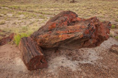 Arizona, ABD'deki Taşlaşmış Orman Milli Parkı'ndaki kütükler