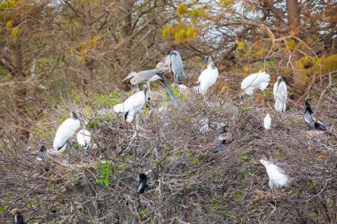 Ahşap leylek kuşlar Florida, ABD