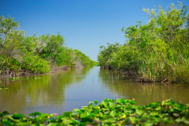 Everglades Ulusal Parkı, Big Cypress National Preserve, Florida, Amerika Birleşik Devletleri