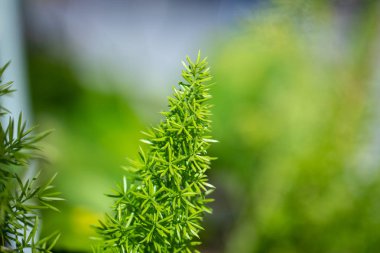 Yeşil bitkiler makro görünümü Foxtail Fern Florida, ABD