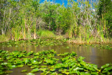 Everglades Ulusal Parkı, Big Cypress National Preserve, Florida, Amerika Birleşik Devletleri