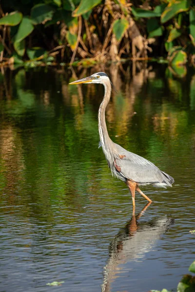 Great Blue Heron Bird Standing Water Florida Usa — Stock Photo, Image