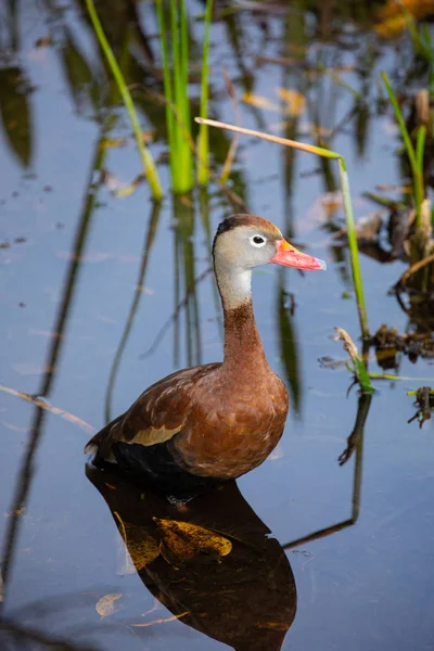 Oiseau Siffleur Ventre Noir Floride États Unis — Photo