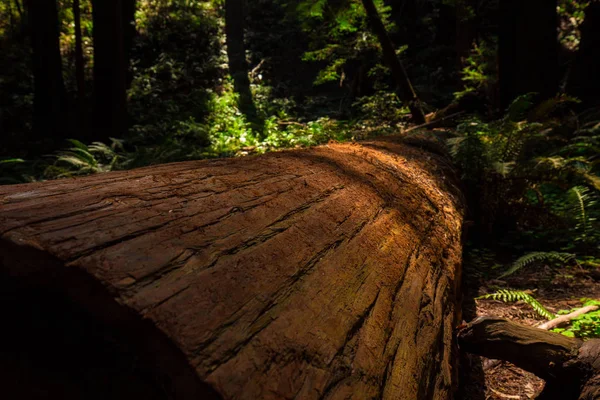 Forêt Sauvage Californie États Unis — Photo