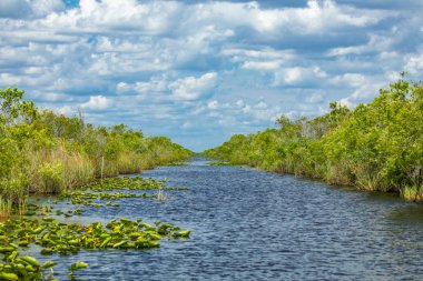 Everglades Ulusal Parkı, Big Cypress National Preserve, Florida, Amerika Birleşik Devletleri