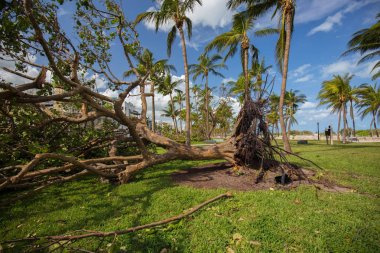 Miami Beach, Florida, ABD - 11 Eylül 2017: Irma Kasırgası'ndan sonra Miami Beach parkında devrilen ağaç