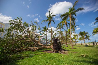 Miami Beach, Florida, ABD - 11 Eylül 2017: Irma Kasırgası'ndan sonra Miami Beach parkında devrilen ağaç