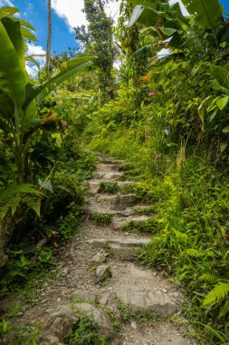 Porto Riko 'daki vahşi yağmur ormanları
