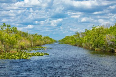Everglades Ulusal Parkı, Big Cypress National Preserve, Florida, Amerika Birleşik Devletleri