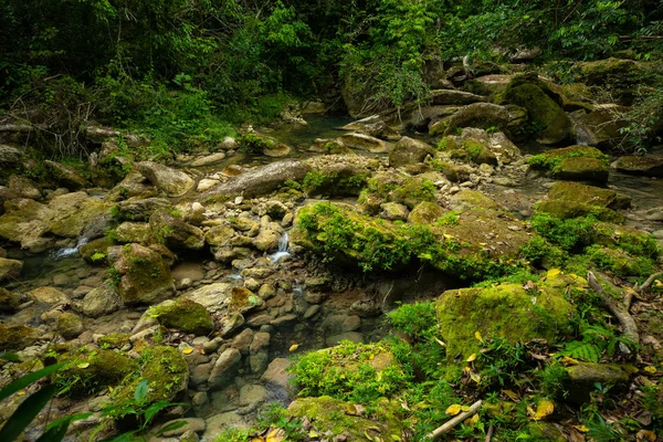 Řeka Divokém Deštním Lese Puerto Ricu — Stock fotografie