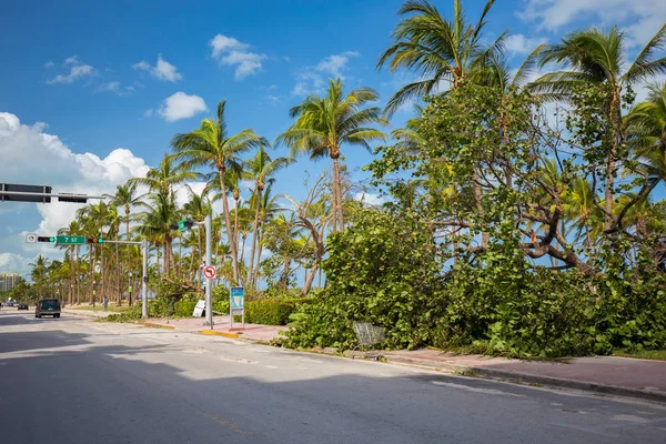 Miami Beach Florida Usa September 2017 Fallen Trees Road Miami Stock Photo