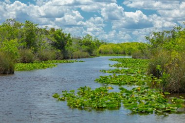 Everglades Ulusal Parkı, Big Cypress National Preserve, Florida, Amerika Birleşik Devletleri