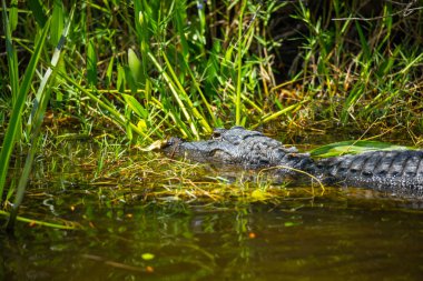 Everglades Ulusal Parkı'ndaki bataklıklarda Amerikan Timsahı, Florida, ABD