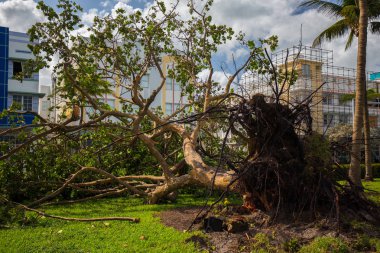 Miami Beach, Florida, ABD - 11 Eylül 2017: Irma Kasırgası'ndan sonra Miami Beach parkında devrilen ağaç