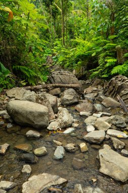 Porto Riko vahşi yağmur ormanlarında nehir