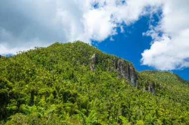 Porto Riko 'daki vahşi yağmur ormanları