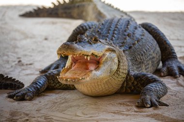 Everglades Ulusal Parkı'nda kum üzerinde Amerikan Timsah, Florida, Abd