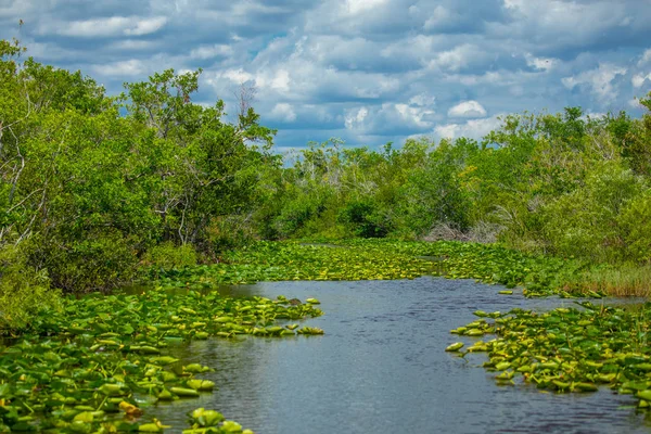 Parque Nacional Everglades Big Cypress National Preserve Florida — Foto de Stock