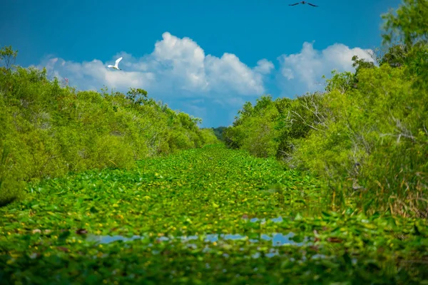 Parque Nacional Everglades Big Cypress National Preserve Florida — Foto de Stock