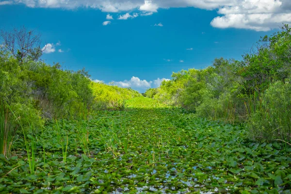 Everglades National Park, Big Cypress National Preserve, Florida, USA