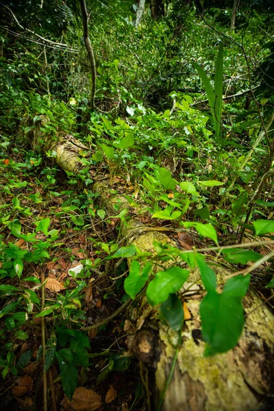 Hutan Hujan Liar Puerto Rico — Stok Foto