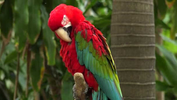 Perroquet Rouge Assis Sur Une Branche Jungle Island Miami Floride — Video