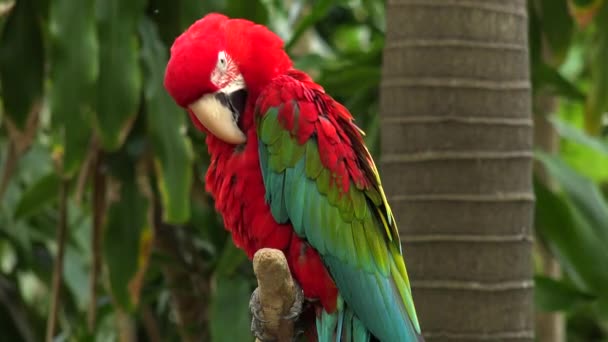 červený papoušek sedící na větvi na ostrově džungle, Miami, Florida, USA