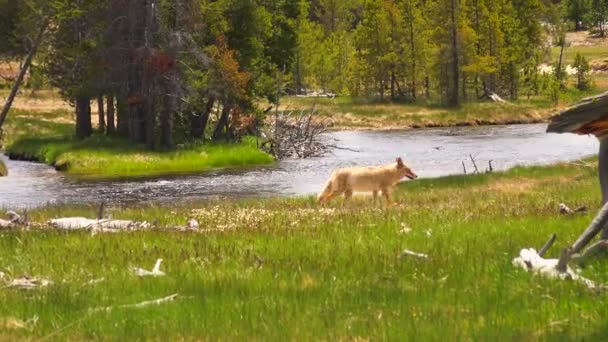 Liška Běžící Poblíž Řeky Yellowstonských Národních Parcích Wyoming Usa — Stock video