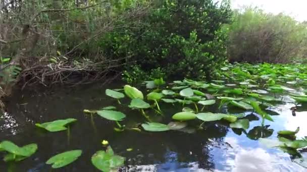 エバーグレーズ国立公園 ビッグサイプレス国立保護区 フロリダ州 アメリカ合衆国の沼草 — ストック動画