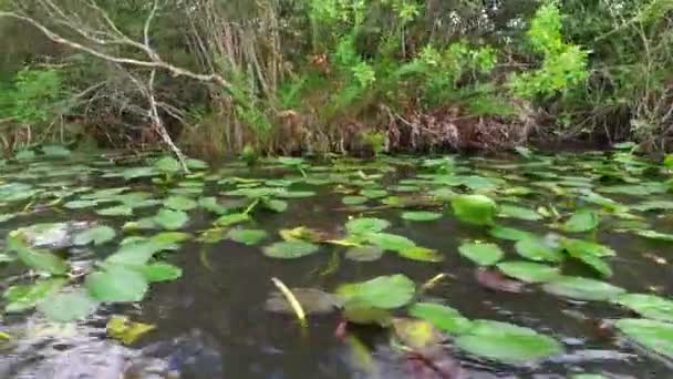 大沼泽地国家公园的沼泽草 大柏树国家保护区 佛罗里达州 — 图库视频影像