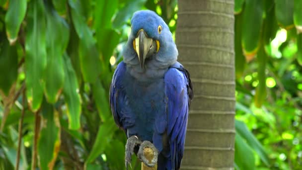 Blue Parrot Sitting Branch Jungle Island Miami Florida Usa — Stock Video