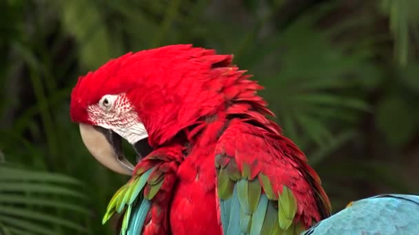 Colored Parrots Sitting Branch Jungle Island Miami Florida Usa — Stock Video