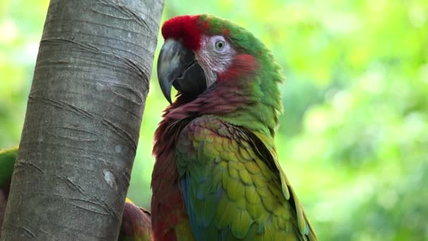 Green Parrot Zittend Tak Jungle Island Miami Florida Verenigde Staten — Stockvideo