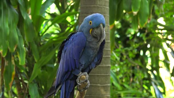 Perroquet Bleu Assis Sur Branche Jungle Island Miami Floride Usa — Video