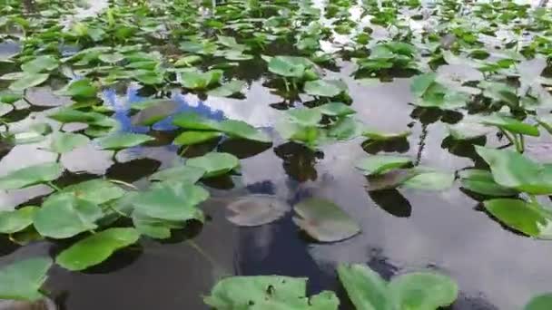 Grama Pântano Parque Nacional Everglades Reserva Nacional Cipreste Grande Florida — Vídeo de Stock