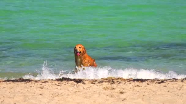 Cane Nell Oceano Atlantico Spiaggia Miami South Beach Florida — Video Stock