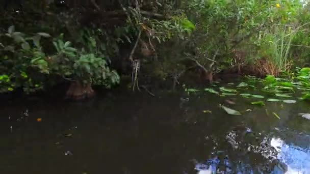 Iarbă Mlaștină Din Parcul Național Everglades Rezervația Națională Big Cypress — Videoclip de stoc