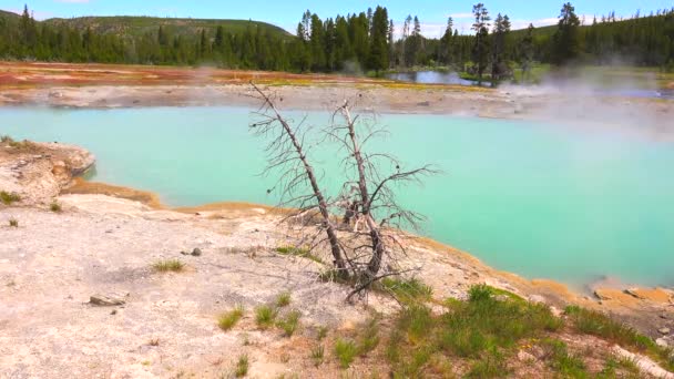 米国ワイオミング州イエローストーン国立公園に美しい間欠泉 — ストック動画