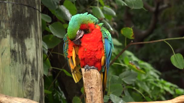 Papagaio Vermelho Verde Sentado Filial Jungle Island Miami Flórida Eua — Vídeo de Stock