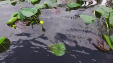Everglades Milli Parkı bataklık çim, Big Cypress Ulusal Koruma, Florida, Abd