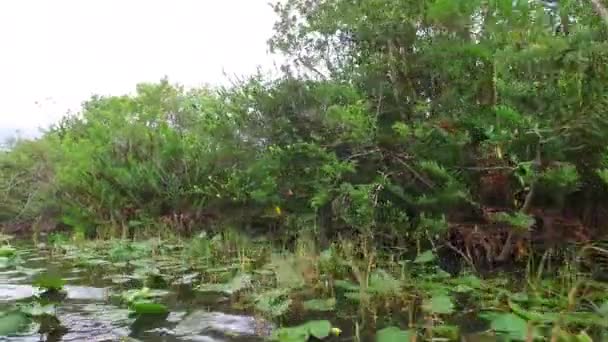 Herbe Marécageuse Parc National Des Everglades Big Cypress National Preserve — Video