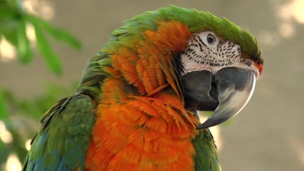 Grüner Und Orangefarbener Papagei Sitzt Auf Zweig Auf Dschungel Insel — Stockvideo