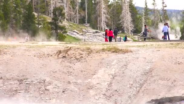 와이오밍 옐로스톤 국립공원간헐천 근처에서 달리는 — 비디오