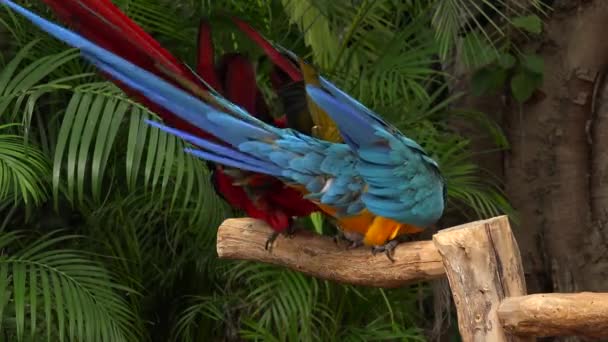 Perroquets Couleur Battant Tout Étant Assis Sur Branche Jungle Island — Video